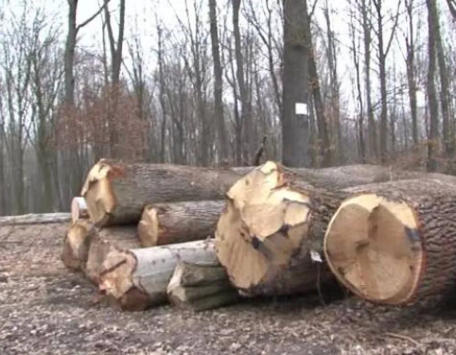 Foto Senatul a adoptat ordonanta prin care sunt infiintate Garzile Forestiere. Ce atributii vor avea agentii de teren