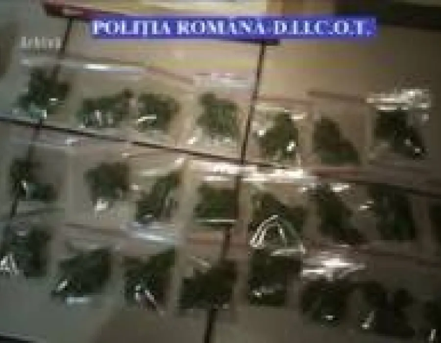 Foto Focuri de arma dupa ce mai multi studenti au fost prinsi in flagrant cand vindeau "iarba". Cum functiona reteaua in camine