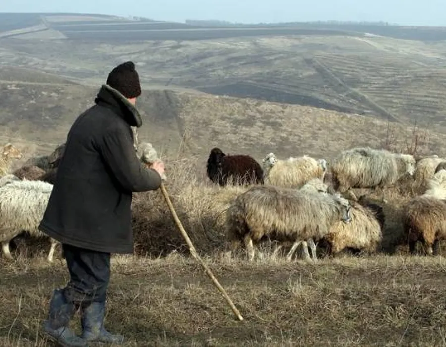 Foto Scandal între ciobani, la Oporelu