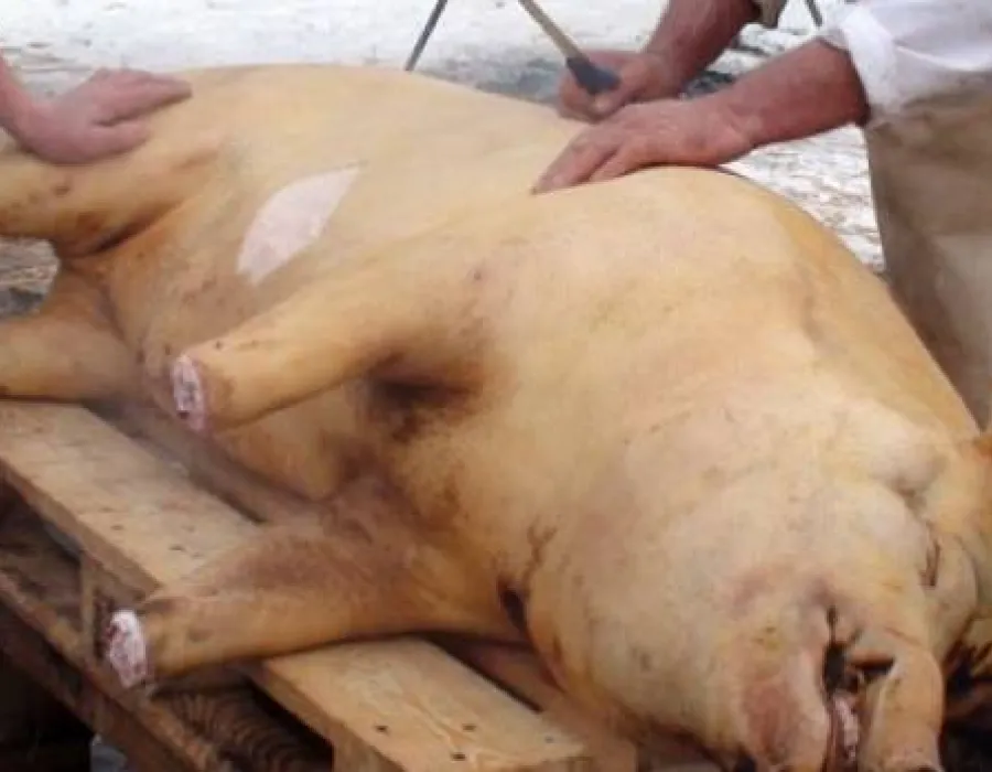 Foto VIDEO / Scene şocante la Târgu-Jiu. Un porc a fost tăiat sub privirile îngrozite ale unor copii cu probleme psihice