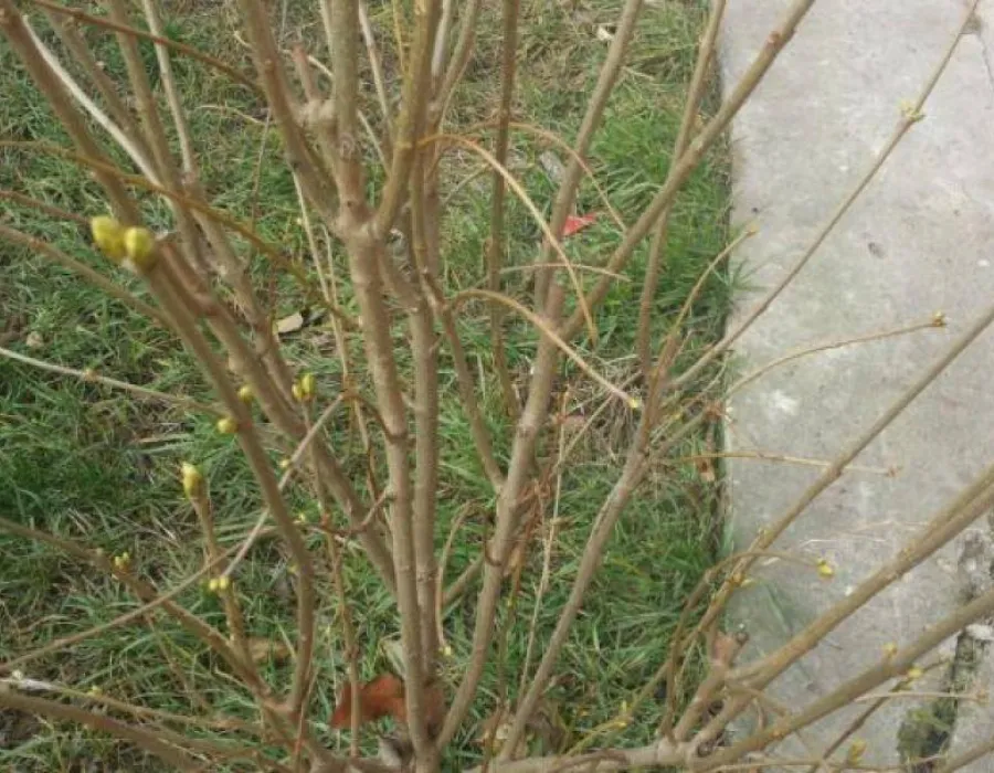 Foto Fenomen ciudat la sfârşit de decembrie. În Mehedinţi a înmugurit liliacul