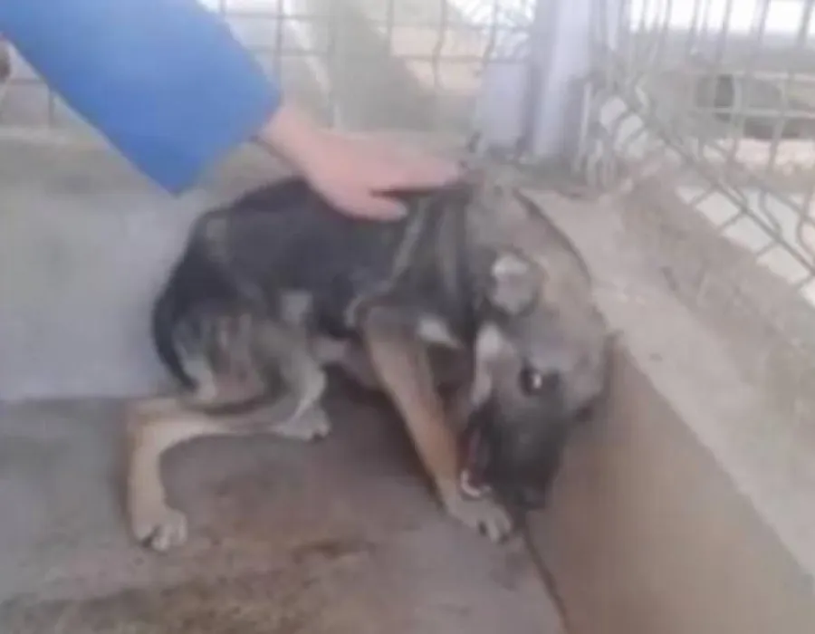 Foto VIDEO / Un câine abuzat în România a devenit vedetă în presa internaţională