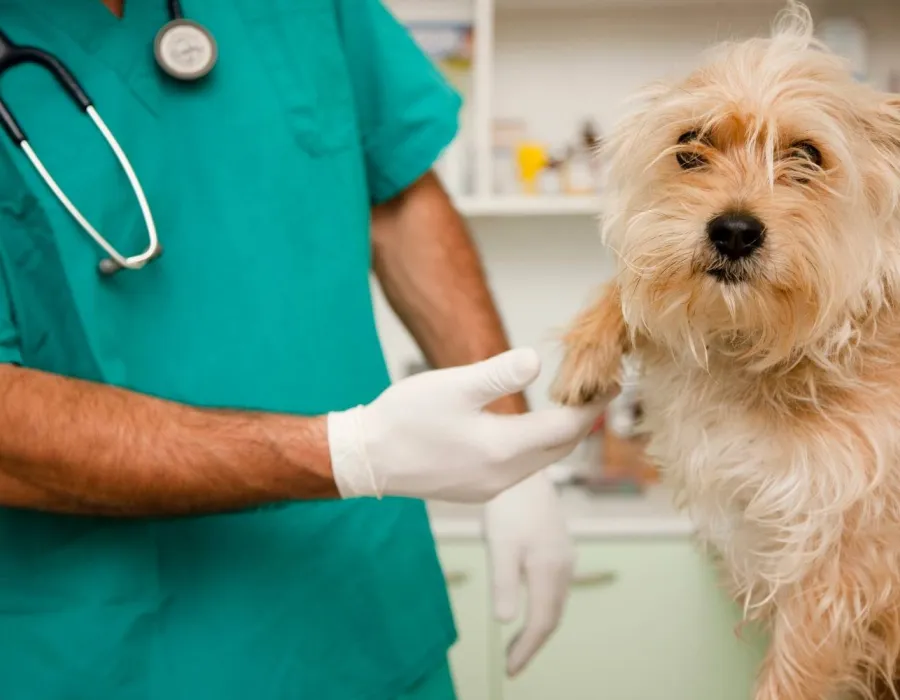 Foto Salarii aproape duble la Stat, într-un judeţ sărac! La Direcţia Sanitar-Veterinară Gorj se îngraşă portofelul după Bobotează
