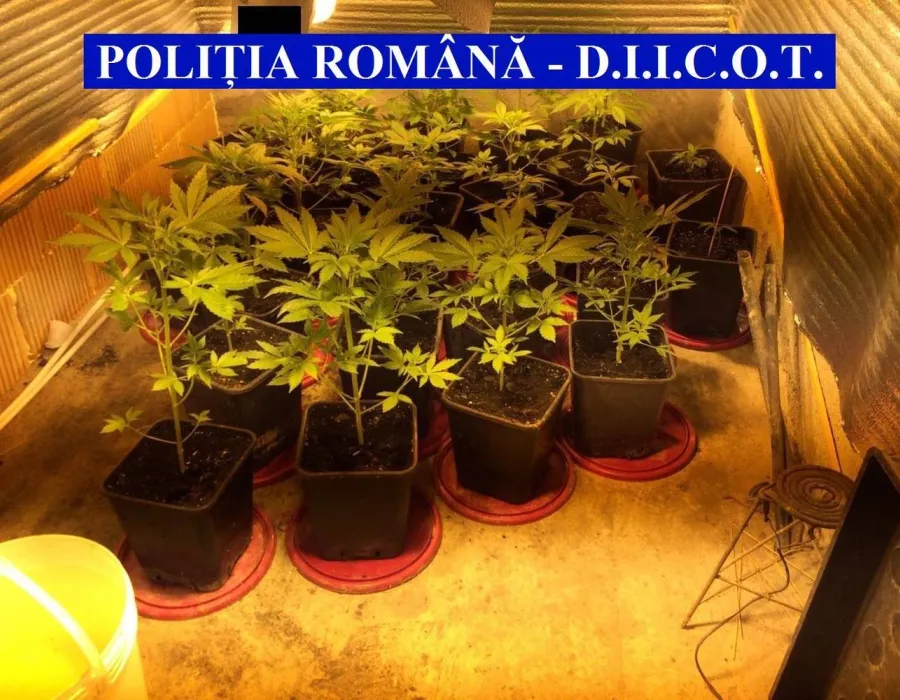 Foto Cinci vâlceni și-au transformat apartamentele în sere pentru canabis
