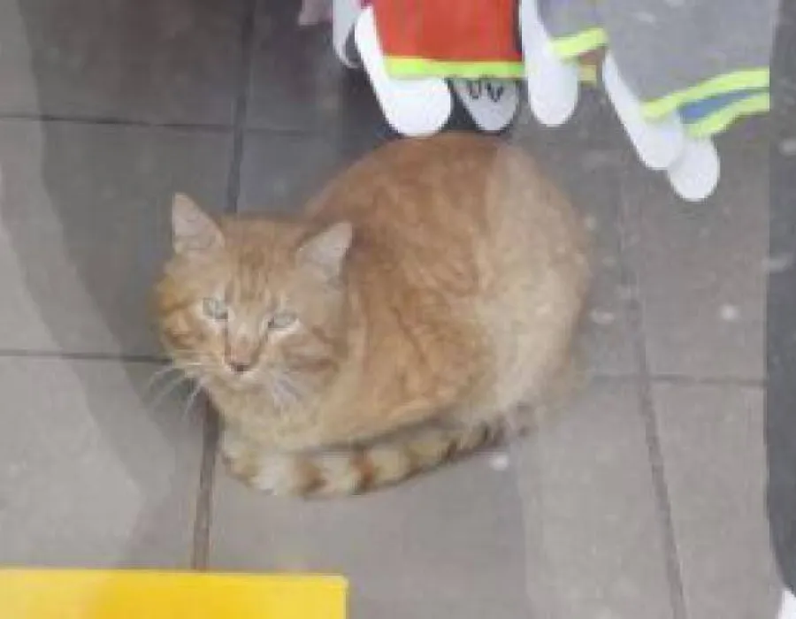 Foto Un motan care nu se teme de ANAF