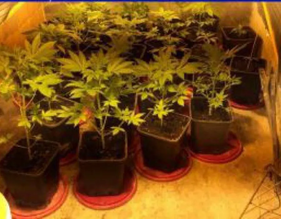 Foto Închisoare pentru traficanţii din Vâlcea care cultivau cannabis la ghiveci