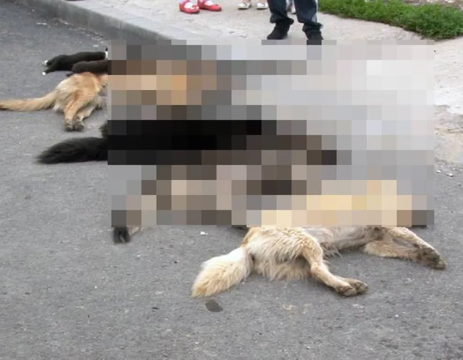 Foto Şocant! Câini otrăviţi pe bandă rulantă la Drăgăşani!