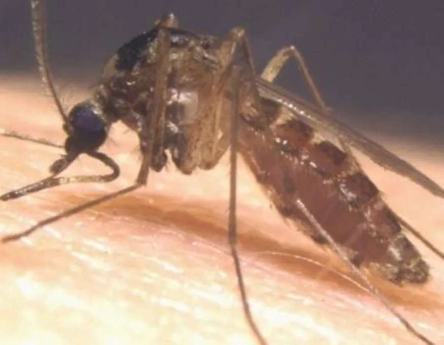 Foto ALERTĂ! VIRUSUL ZIKA, găsit în glandele salivare ale ţânţarului obişnuit