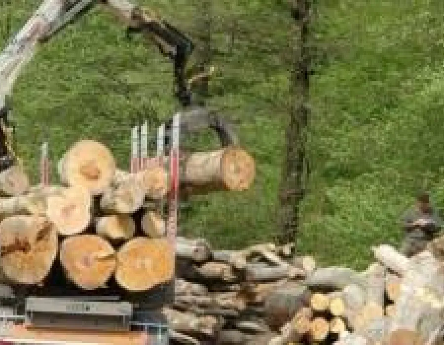 Foto Vâlcea: Un muncitor a murit strivit de un copac, într-una din exploatările forestiere din Câineni