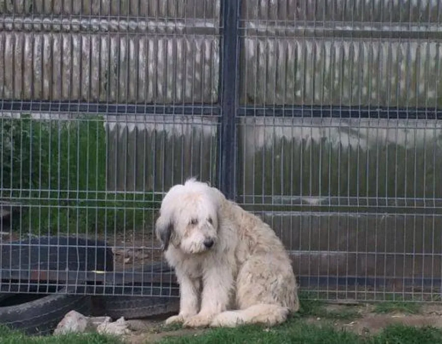 Foto Hachikō de Dolj, câinele care, de cinci ani, stă lipit de gardul porţii şi îşi aşteaptă stăpânul mort: „Este tot timpul trist, îşi ţine capul numai în pământ” VIDEO