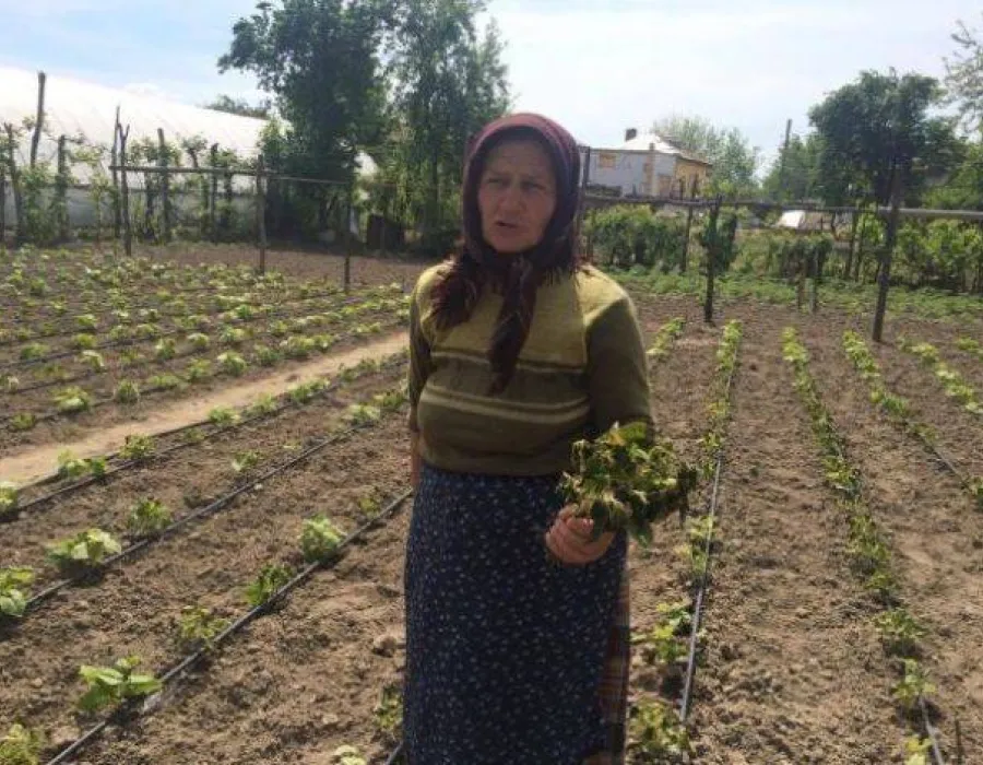 Foto Culturi compromise de brumă şi ger în patria legumicultorilor din Dolj. Ţăranii: „Totul a fost distrus. Nu am văzut niciodată aşa ceva“