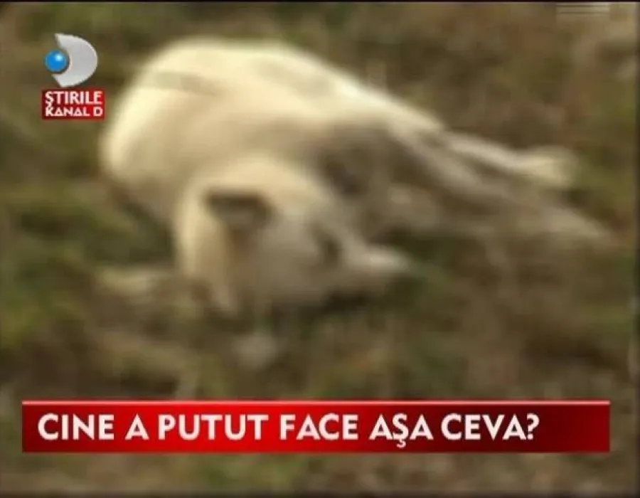 Foto Imagini ŞOCANTE într-un oraş din Vâlcea. Maidanezii sunt otrăviţi şi aruncaţi la ghene VIDEO