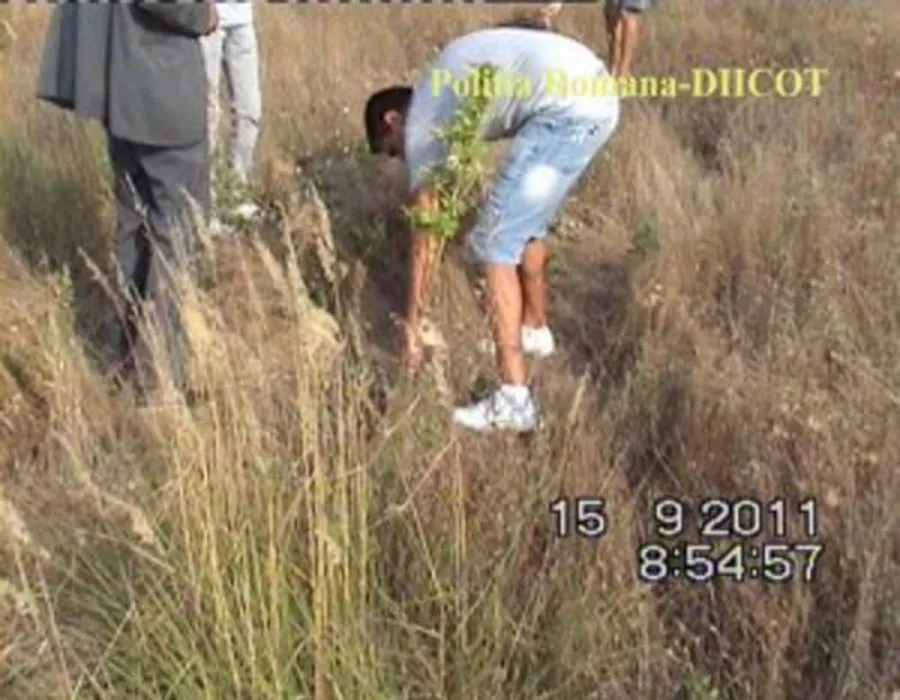 Foto Craioveanul cu plantaţia de canabis a scapat ieftin