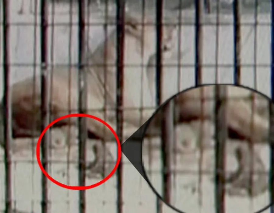 Foto VIDEO / Au fost ucişi puii de leu?