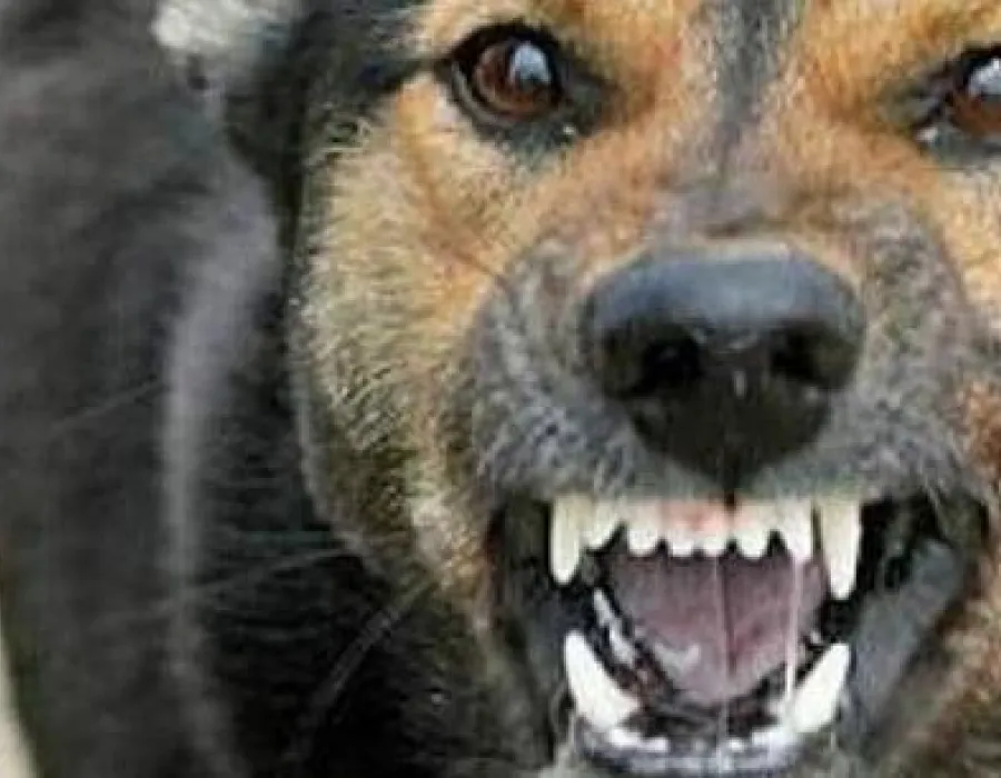 Foto Un adolescent din Olt, cercetat pentru că își asmuțea câinii spre o pisică