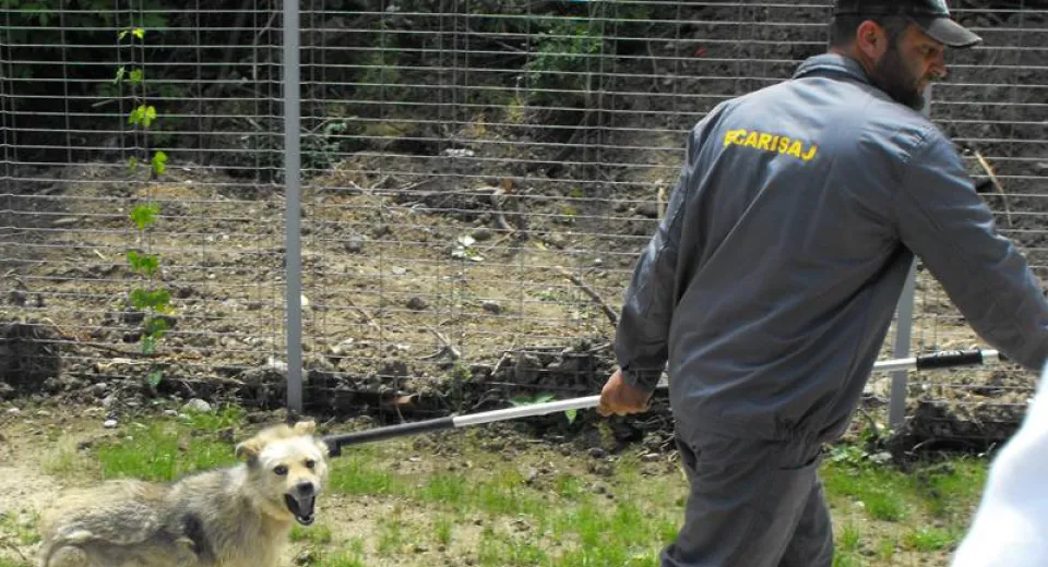 Foto Maidanezii, ridicaţi de pe străzile Craiovei