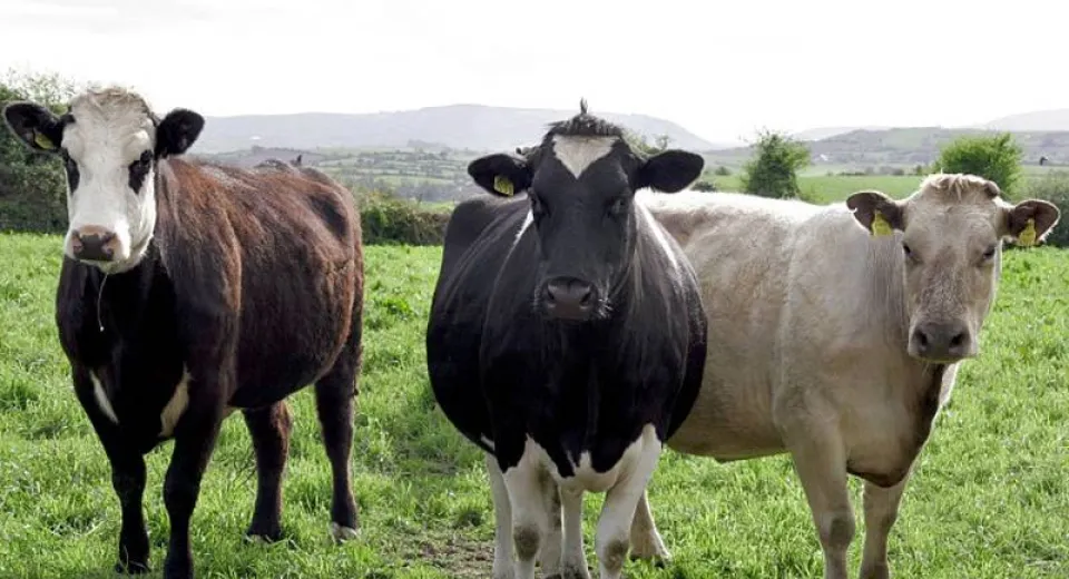 Foto Sprijin pentru crescătorii de animale: peste 39,7 milioane de lei plătiți de APIA