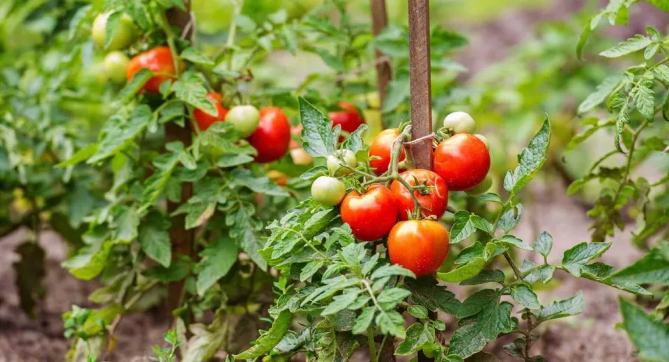 Foto Sprjin financiar producătorilor agricoli care cultivă legume în sere