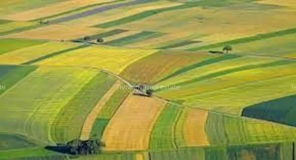 Foto Doljul, județul în care au fost vândute cele mai multe terenuri agricole luna trecută 