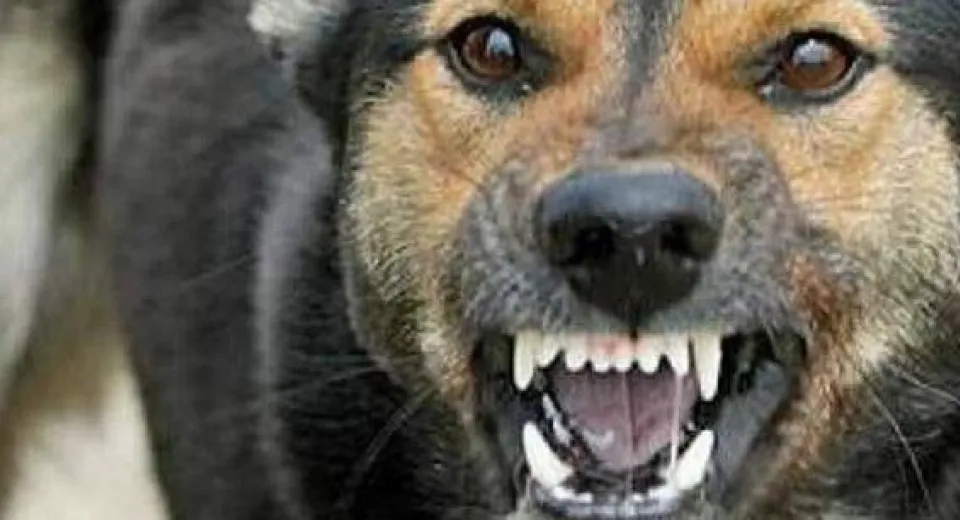 Foto Un adolescent din Olt, cercetat pentru că își asmuțea câinii spre o pisică