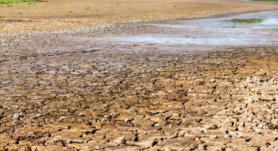 Foto Doljul, cel mai afectat județ de deșertificare, beneficiază de fonduri pentru împăduriri