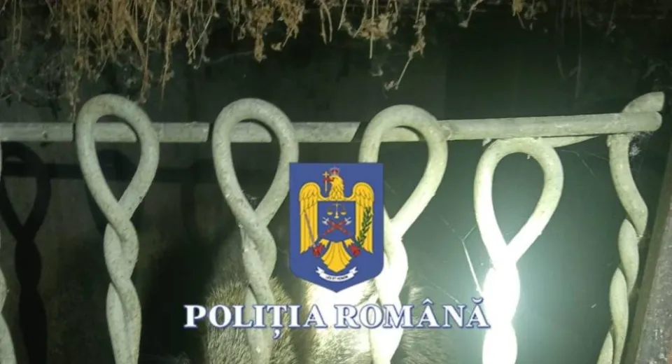 Foto Braconaj și falsuri la Mehedinți. Polițiștii au ridicat zeci de probe și bunuri interzise