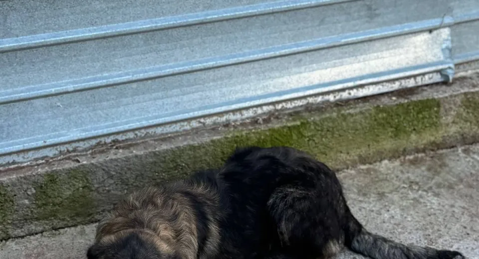 Foto Adoptă un prieten pe viață! Târg de adopții la Semimaratonul Craiovei