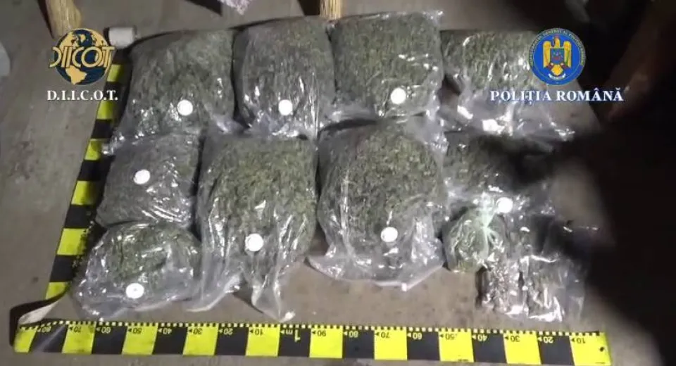 Foto Percheziții DIICOT în Gorj: Traficant din Motru, prins cu peste 14 kg de canabis în casă 