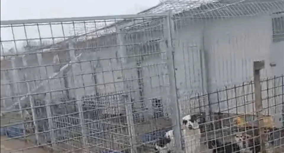 Foto Adăpostul canin de la Breasta, acuzat că eutanasiază câinii rezervați pentru adopție