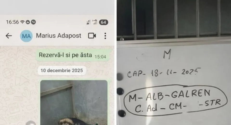 Foto Dovezi noi contrazic dreptul la replică al SC Salubritate Craiova în cazul câinilor eutanasiați din adăpostul public
