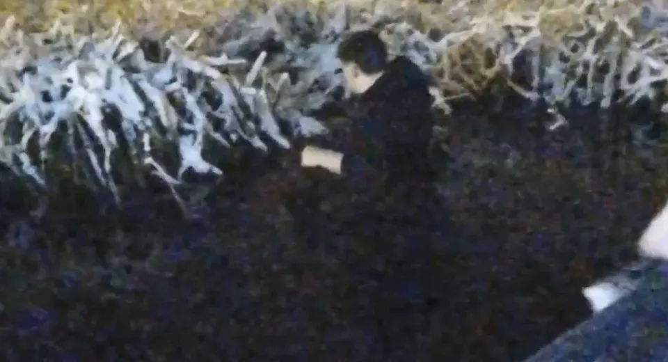 Foto VIDEO: Un bărbat urmărit de o haită de câini a căzut în pârâul din Parcul Romanescu, unde a rămas blocat în nămol