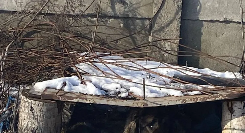 Foto Controale ale Poliției pentru Protecția Animalelor, la Rojiște. Au fost date amenzi