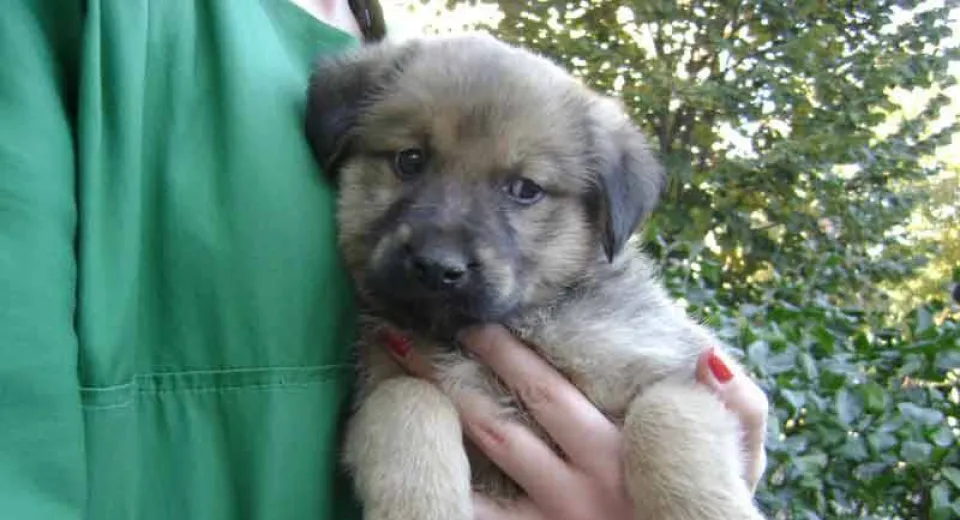 Foto Târg de adopții canine în Parcul Nicolae Romanescu