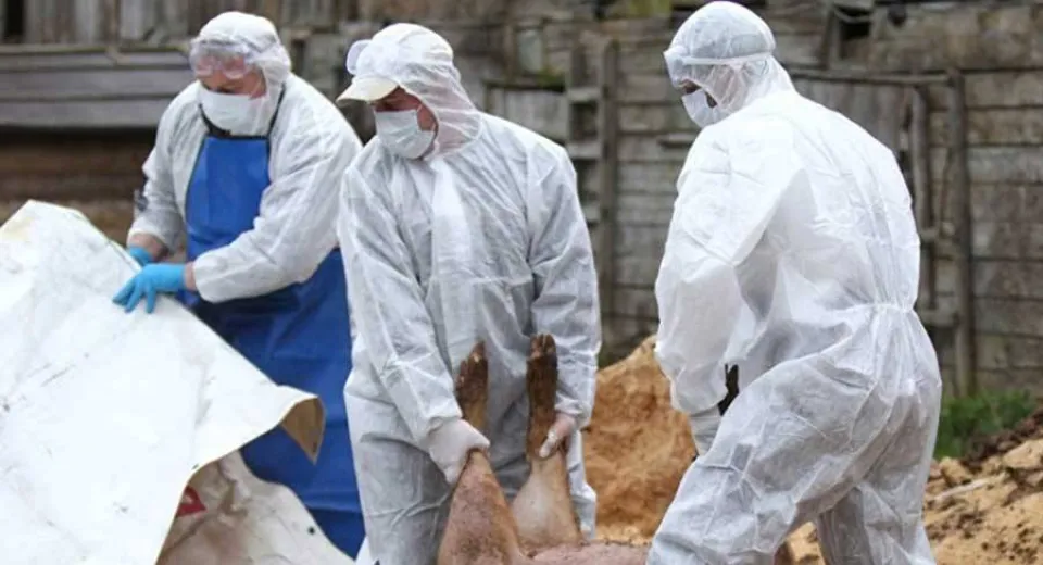 Foto Pesta porcină a lovit o fermă din Olt. 4.000 de porci, omorâți