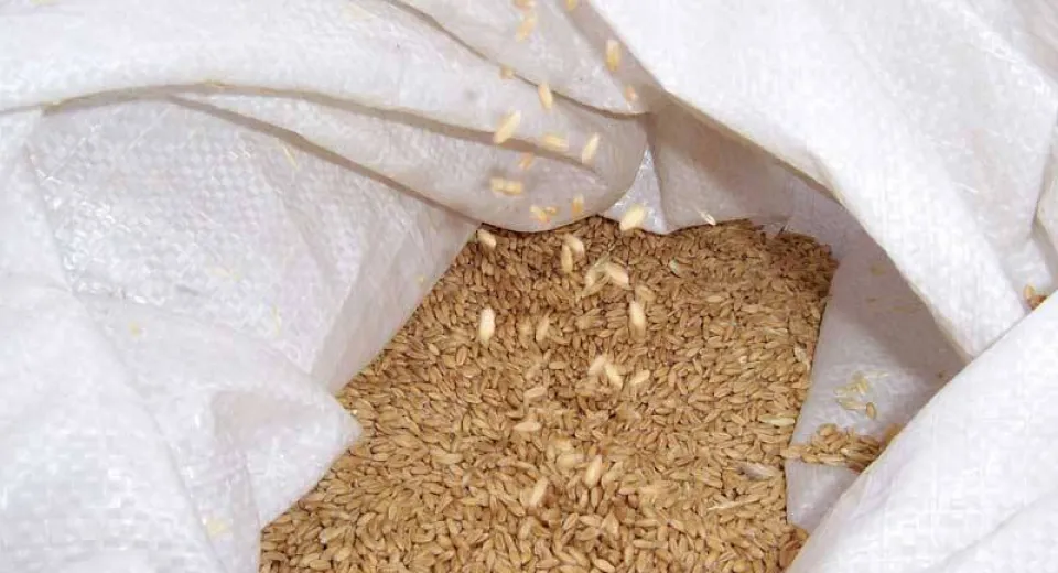 Foto Cerealcom Dolj și-a mărit de trei ori profitul și a mai făcut angajări