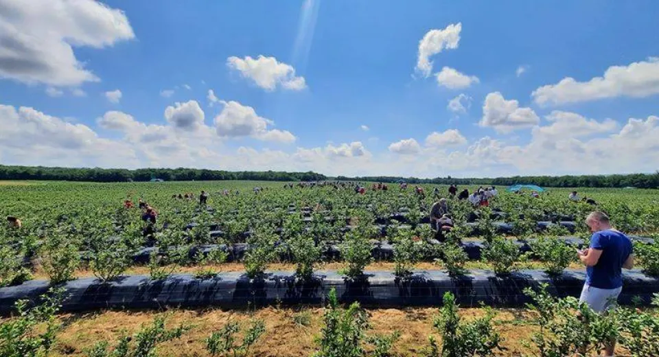 Foto FOTO. Plantație de afin în localitatea Ostroveni 