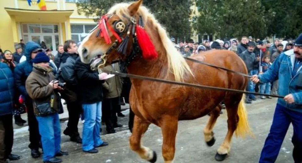 Foto Zeci de cai au fost botezaţi şi premiaţi, de Bobotează, în Băilești 