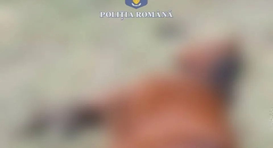 Foto Cal bolnav, abandonat pe un teren din Craiova. Doi tineri au fost amendați 
