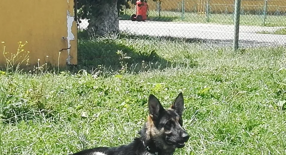 Foto Pandemia şi explozia cererii pentru animalele de companie