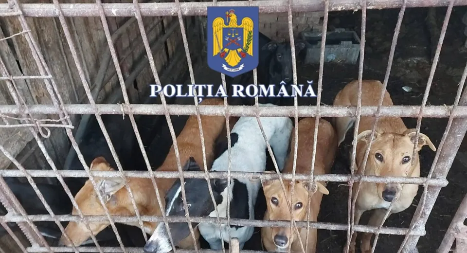 Foto  Trofee și câini ogar, confiscate în timpul unor percheziții în județul Olt