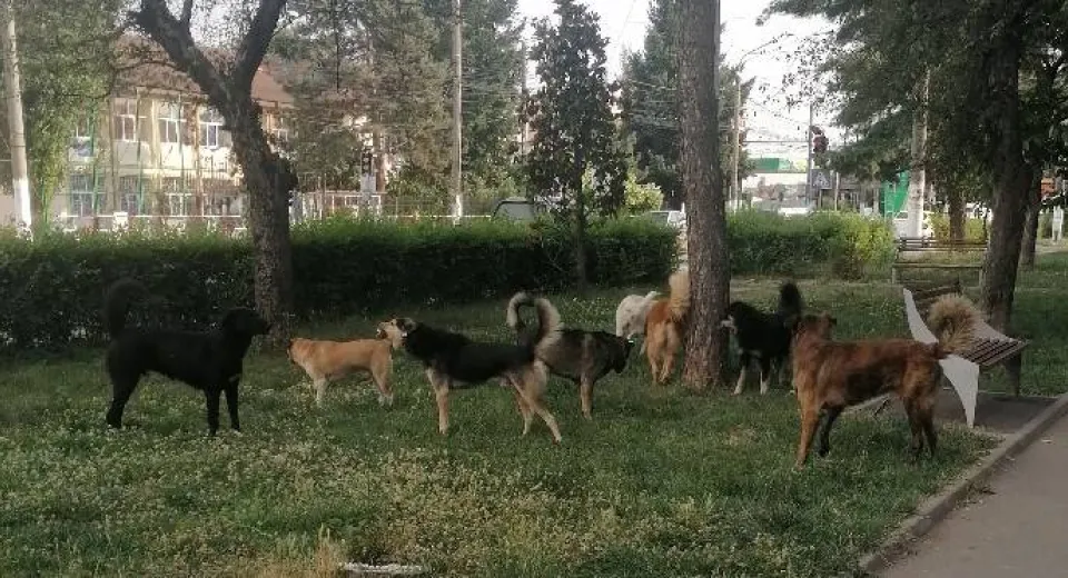 Foto Câinii fără stăpân au împânzit tot mai multe zone ale municipiului Târgu Jiu. Ce spun autoritățile  