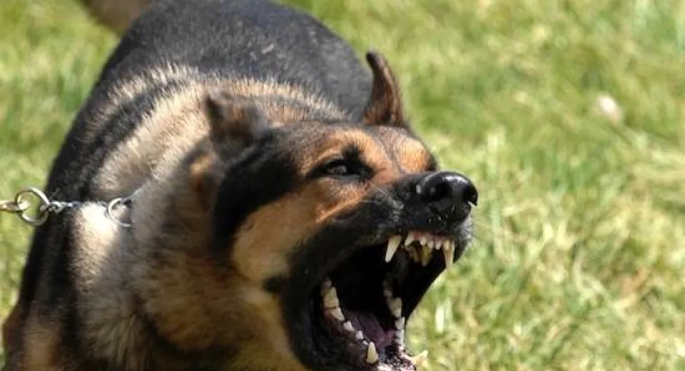 Foto Bărbat atacat de mai mulți câini în propria curte. Victima a ajuns la spital