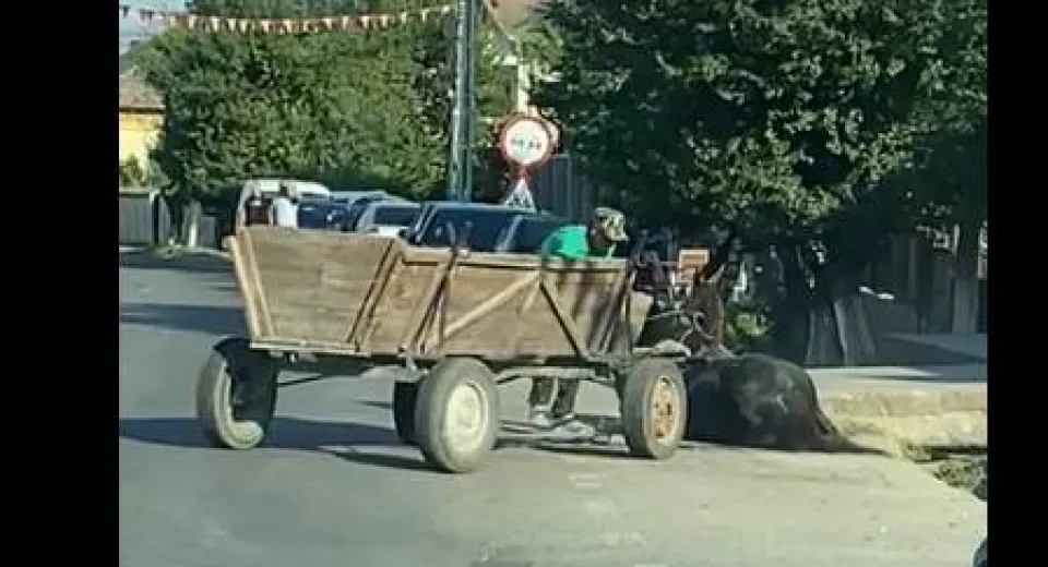 Foto Bărbat cercetat pentru că a agresat un cal