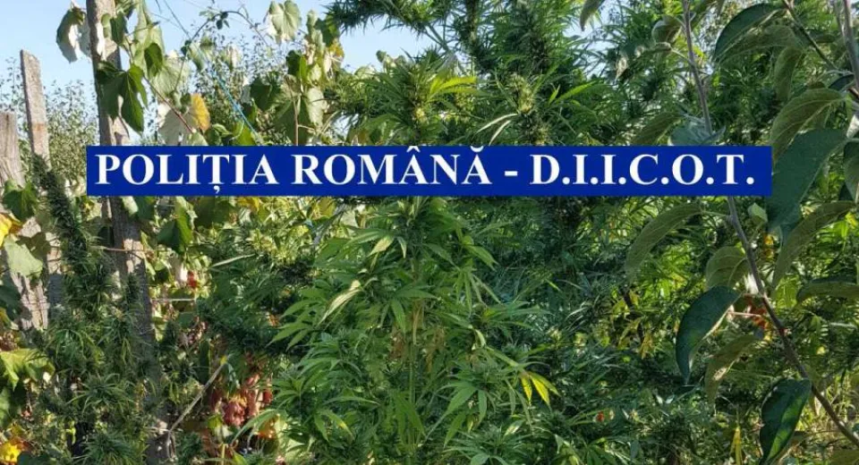 Foto Culturi de cannabis în vița de vie 