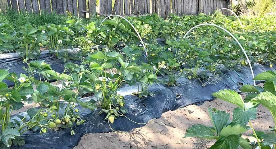 Foto Cultivarea căpșunilor, o afacere dulce și profitabilă. Fermier oltean: “Mi-am investit toate economiile”