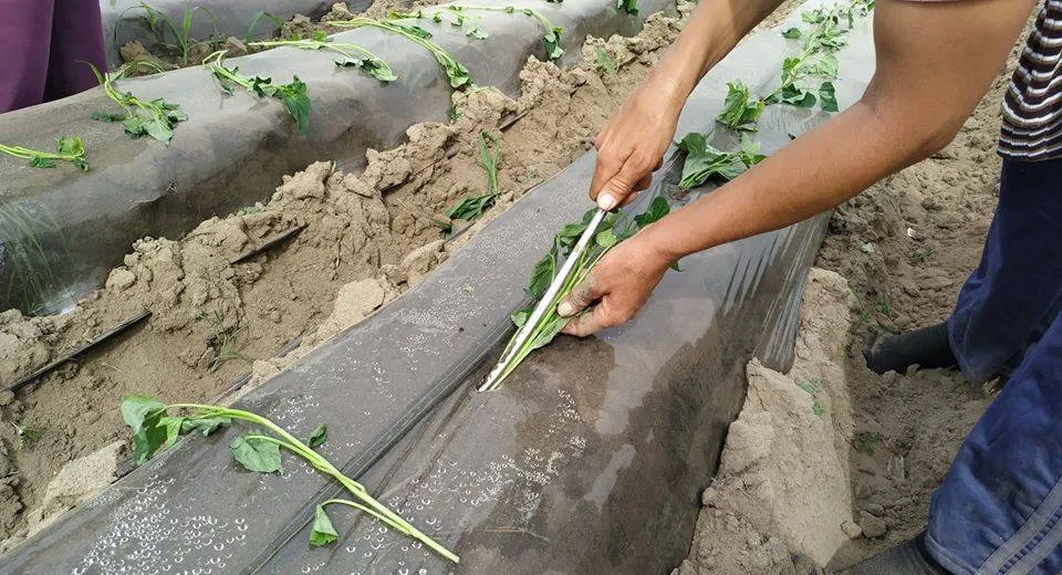 Foto Cartoful dulce, cultivat și anul acesta la Dăbuleni 