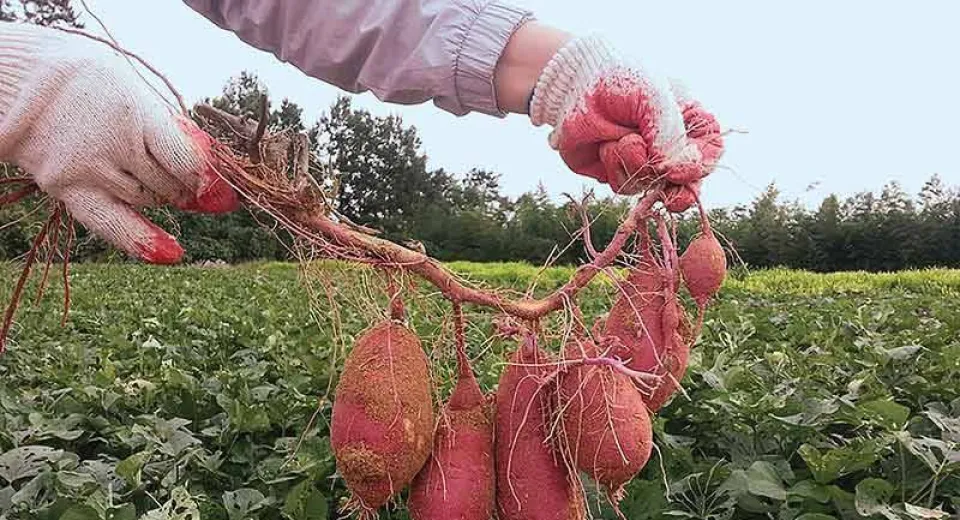Foto Cartoful dulce câștigă teren la Dăbuleni