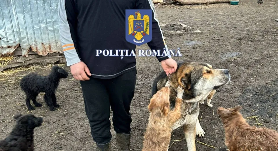 Foto Tânăr din Olt, cercetat după ce a cupat urechile câinilor și a folosit animale vii pentru dresare