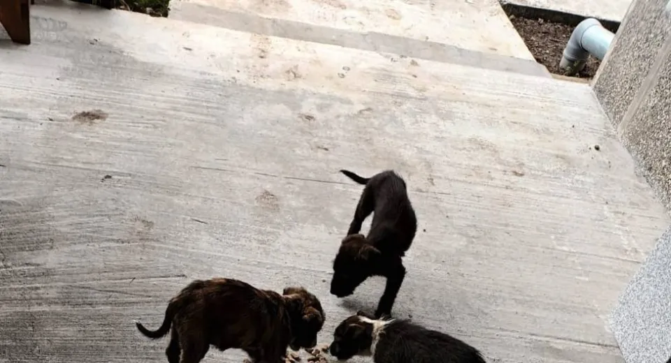 Foto Amendă URIAȘĂ pentru un bărbat din Olt care a abandonat patru căței pe o stradă din Scornicești 