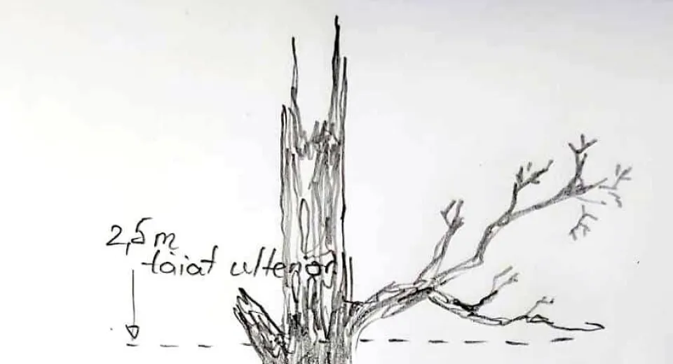 Foto Copacii uscați din parcul „Constantin Poroineanu” din Caracal prind viață cu ajutorul sculptorilor